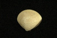 藏品(普通文蛤)的圖片